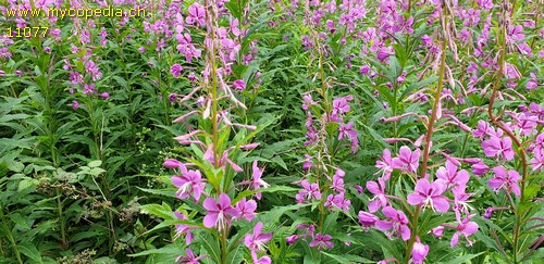 Epilobium angustifolium - 