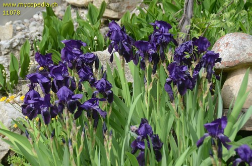 Iris barbata-elatior - 