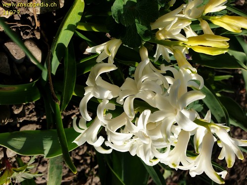 Hyacinthus - 