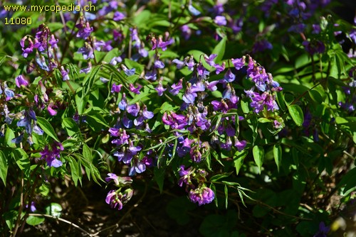 Lathyrus vernus - 