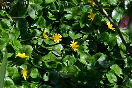 Ficaria verna, Ranunculus ficaria - 