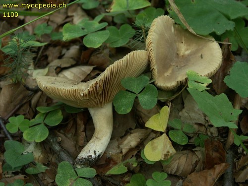 Lactarius acris - 