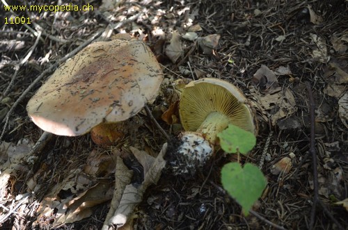 Cortinarius odorifer - 