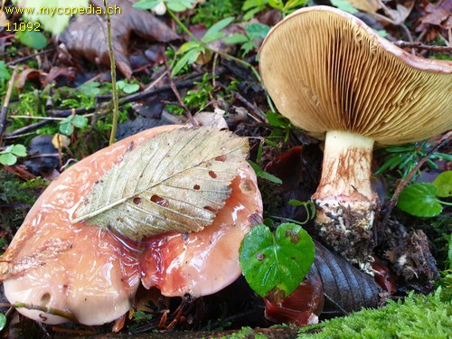 Cortinarius odorifer - 