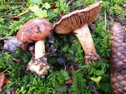 Cortinarius odorifer - 