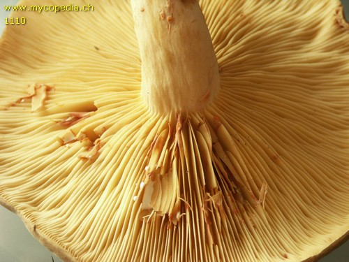 Lactarius acris - 