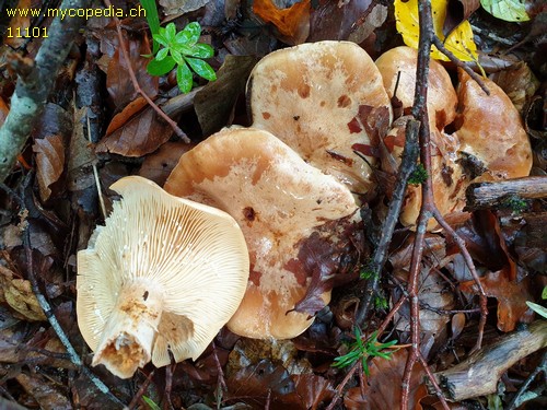 Lactarius pallidus - 