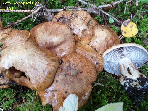 Cortinarius dionysae - 