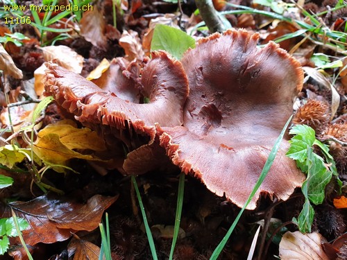 Cortinarius suberi - 