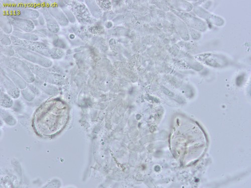 Mycena adscendens - HDS mit blasigen Zellen - Wasser  - 