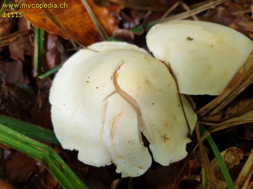 Tricholoma lascivum - 