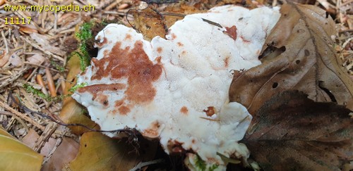 Rigidoporus sanguinolentus - 