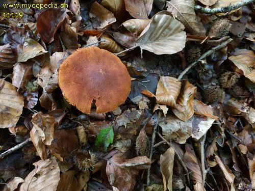 Cortinarius orellanus - 