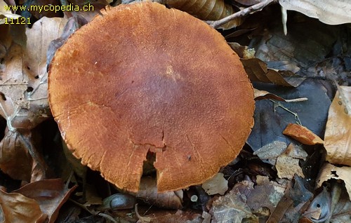 Cortinarius orellanus - 