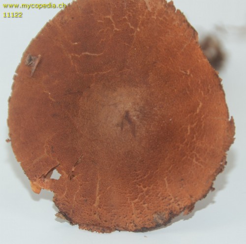 Cortinarius orellanus - 