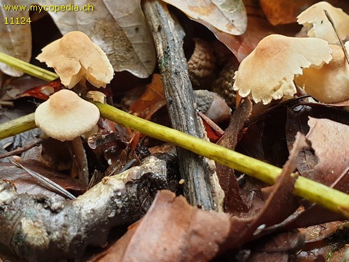 Cystolepiota seminuda - 