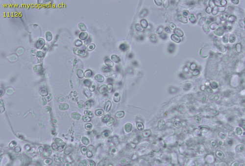 Cystolepiota seminuda - Sporen - 