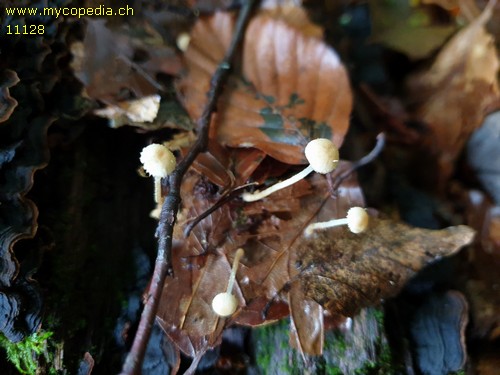 Mycena adscendens - 