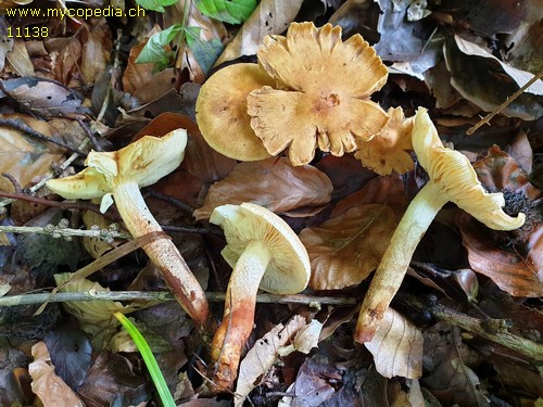 Tricholoma psammopus - 