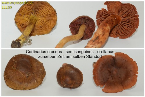Cortinarius semisanguineus - 