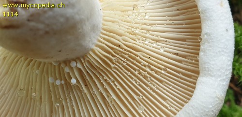 Lactifluus vellereus - 