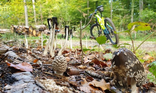 Coprinopsis picacea - 