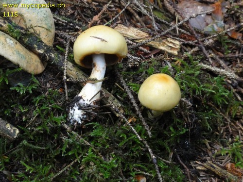 Cortinarius subtortus - 