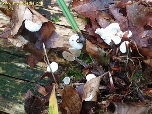 Crepidotus variabilis - 