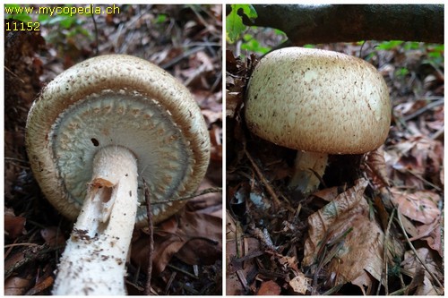 Agaricus augustus - 