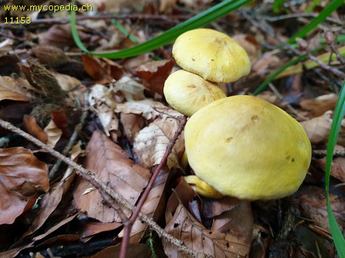 Tricholoma sulphureum - 