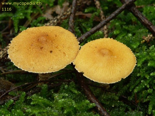 Cystoderma amianthinum - 