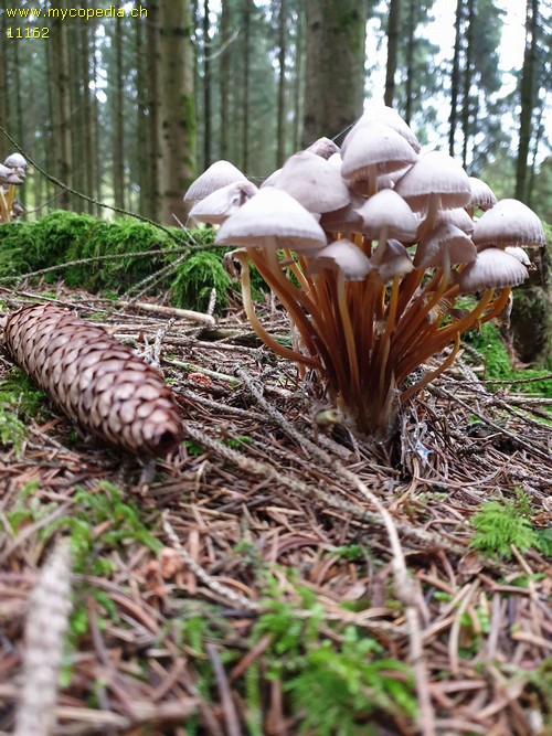 Mycena inclinata - 