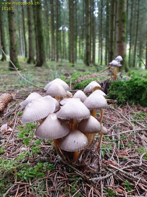 Mycena inclinata - 