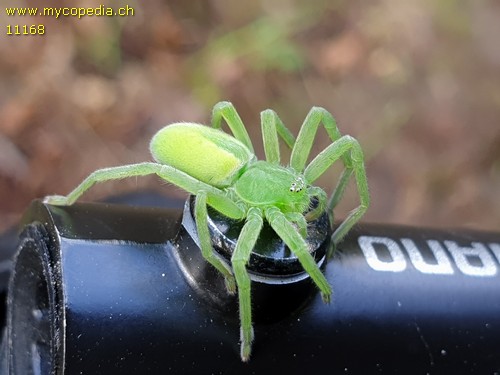 Micrommata virescens - 