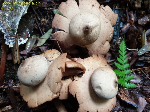 Geastrum triplex - 