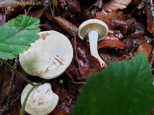 Atractosporocybe inornata - 