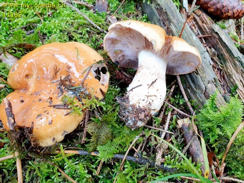 Cortinarius varius - 