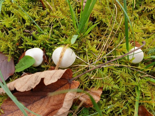 Hygrophorus eburneus - 