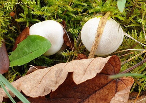 Hygrophorus eburneus - 