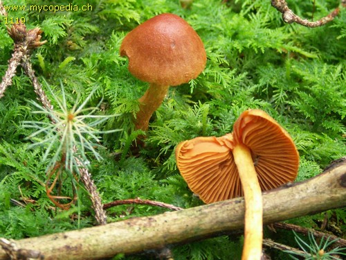 Cortinarius cinnamomeus - 