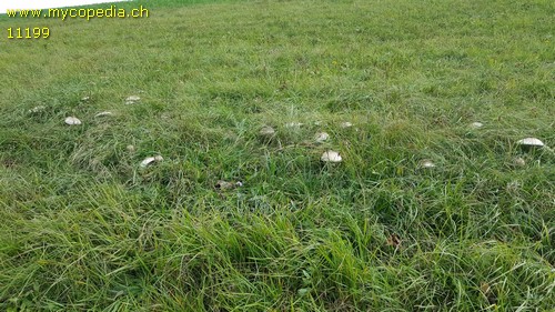 Macrolepiota excoriata - 