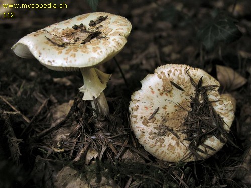 Amanita citrina - 