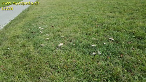 Macrolepiota excoriata - 