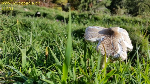 Macrolepiota excoriata - 