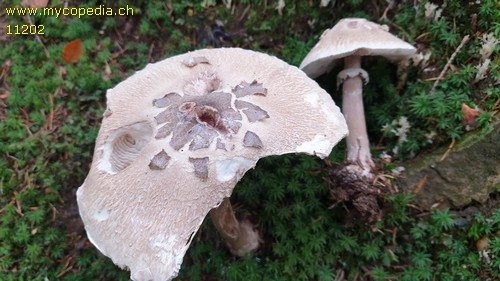 Macrolepiota procera var. permixta - 