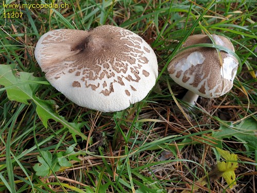 Macrolepiota excoriata - 