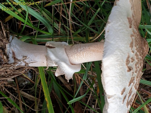 Macrolepiota excoriata - 