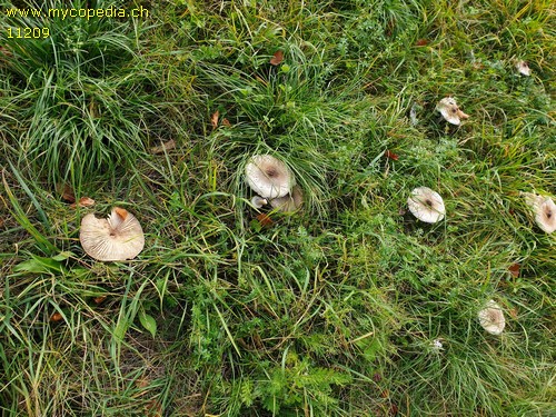 Macrolepiota excoriata - 