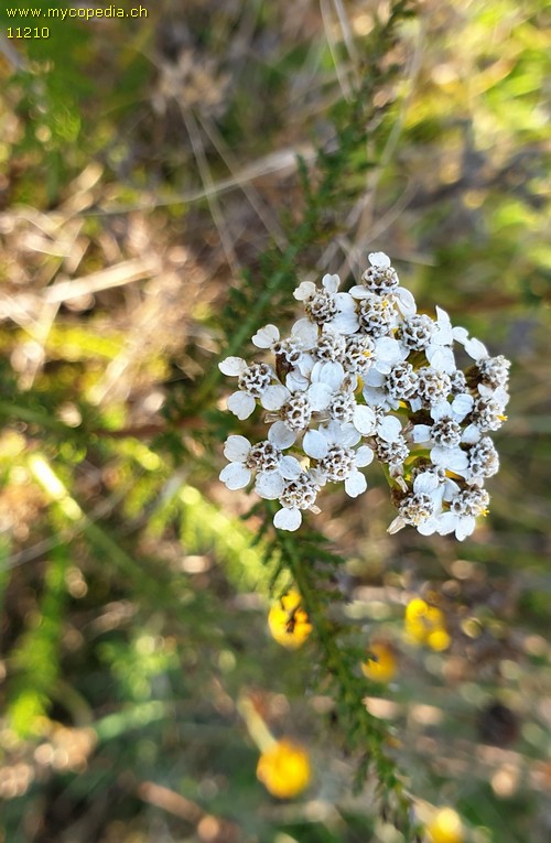 Achillea millefolium - 