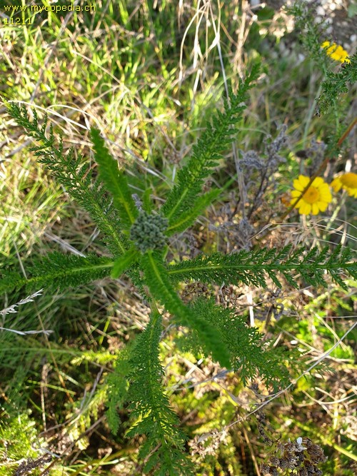 Achillea millefolium - 